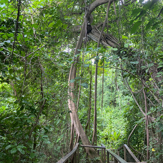 Jungle in Tayrona National Park Colombia