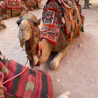 Kamelen nabij de schatkamer in Petra, Jordanië