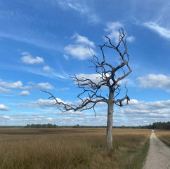 beautiful tree formations in Deelerwoud, the Netherlands