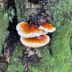 colorful autumn mushrooms in the forest