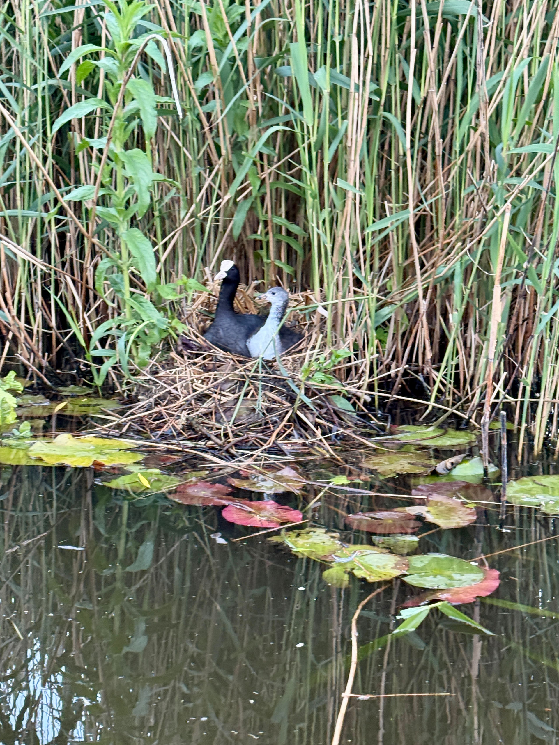 genieten van het jonge leven tijdens een kanotocht in Watergang