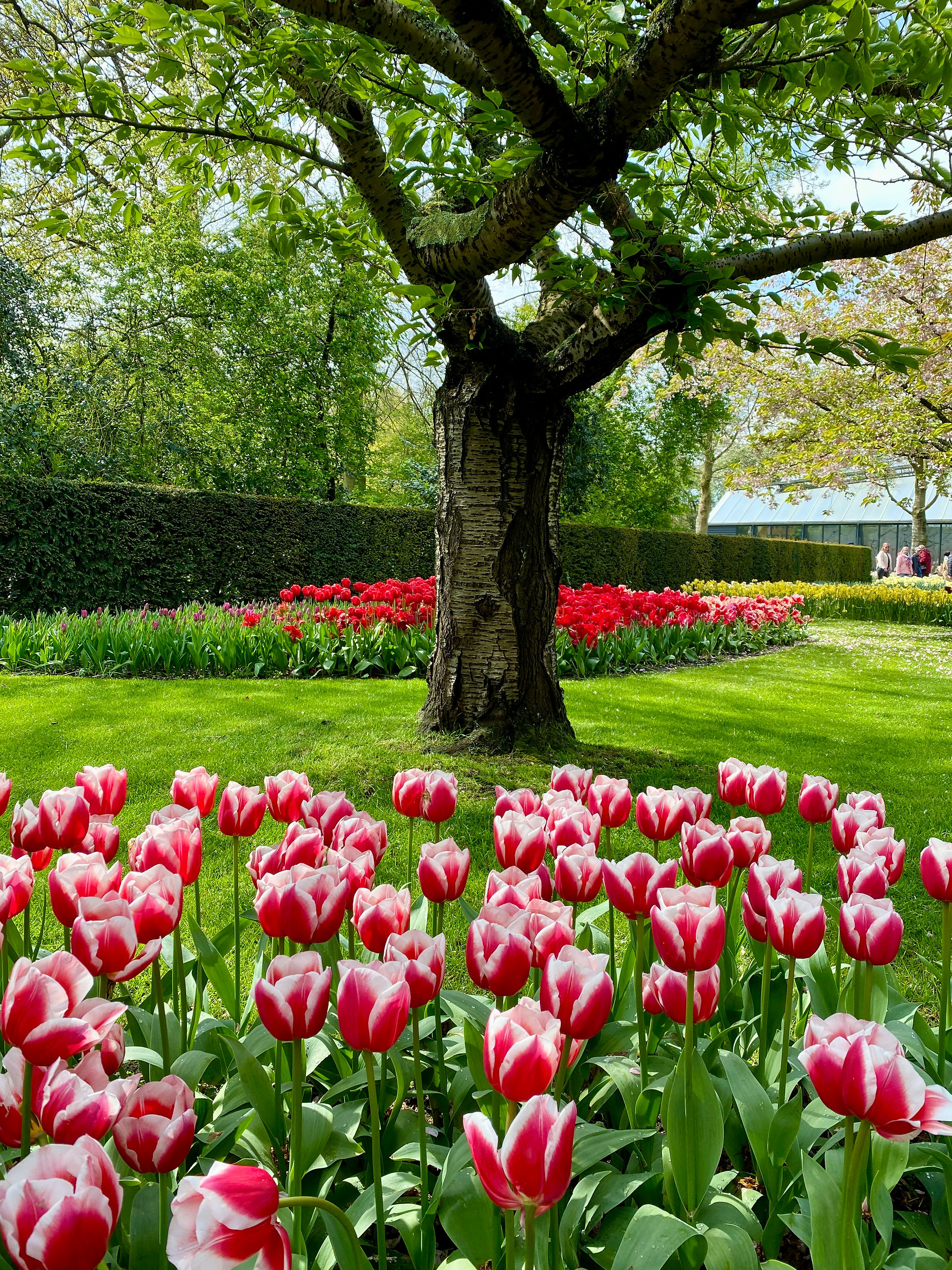 Amazing flowers at Keukenhof