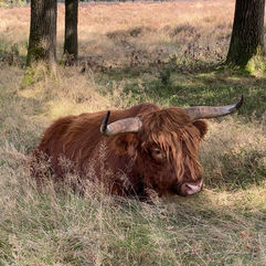 Scottisch Highlander cows in Deelerwoud in the Netherlands