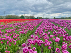 tulpenvelden bij De Tulperij