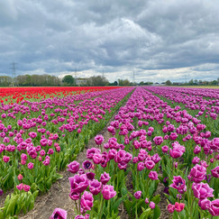 gorgeous blooming flowers at the Tulperij 