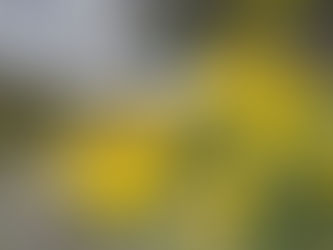 Mimosa in the hills of Tanneron, South of  France