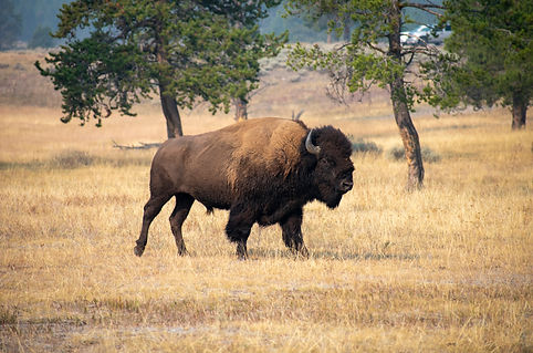 Utah and Yellow Stone - Caitlin Nevill -68.jpg