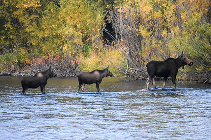 Utah and Yellow Stone - Caitlin Nevill -93.jpg