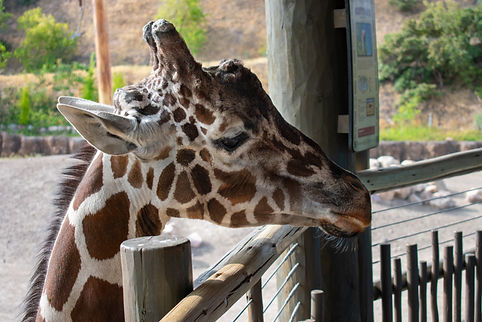 Utah and Yellow Stone - Caitlin Nevill -16.jpg