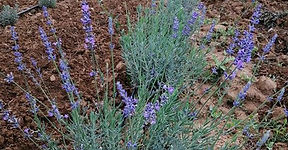 94779930_256028682212513_549164950512625