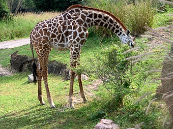 giraffe_safari.jpg