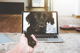 ホリスティック・電話相談・犬