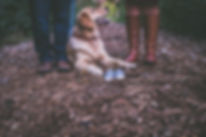獣医ホリスティック医療研究会・犬