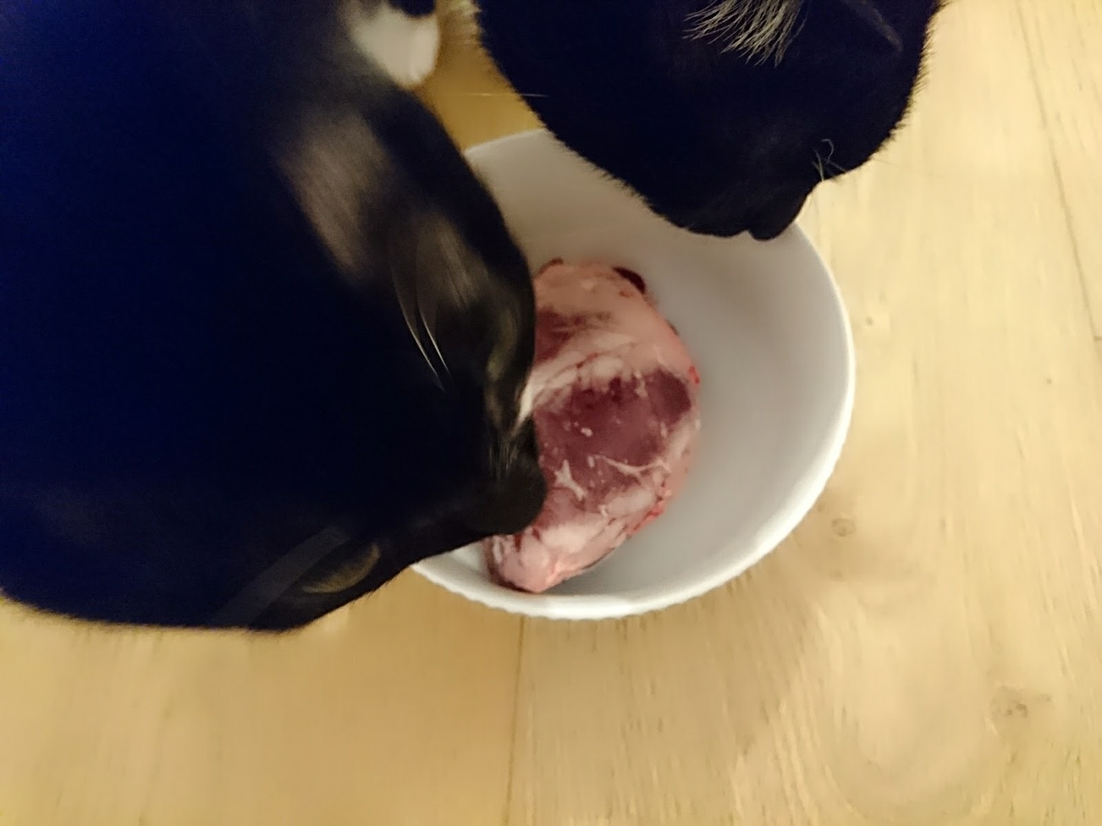 内臓好きな当院の猫たち
