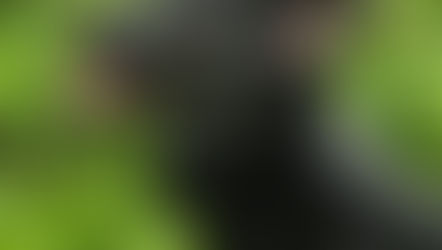 Current Photo Contest Entries