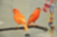 Intense Red Factor Canary Male (2).JPG