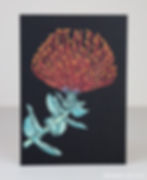 Pincushion Protea screenprint by Hannah McVicar