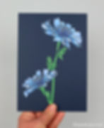 Chicory screenprint by Hannah McVicar