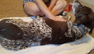 charlie acupuncture 2.jpg