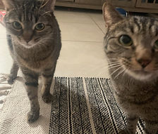 elizabeth cats 3.jpg