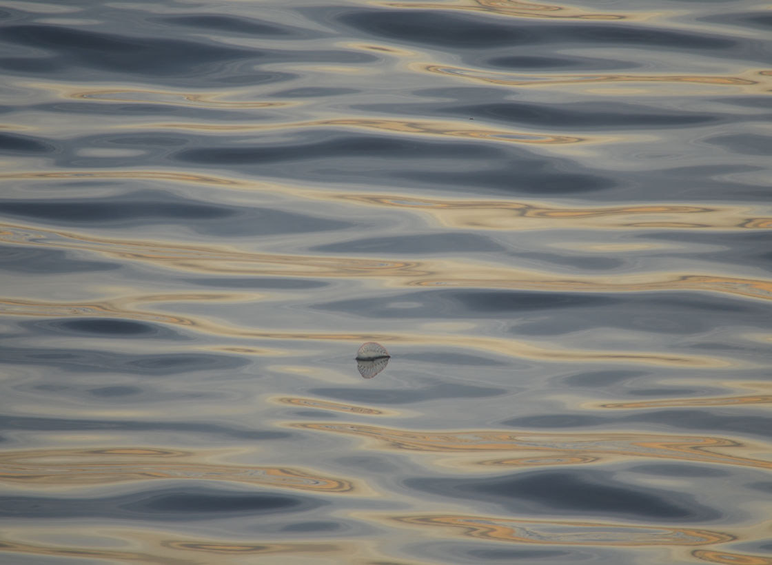 DSC_4624.JPG