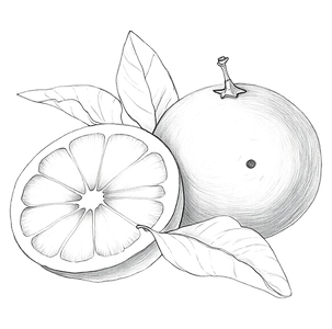 A hand drawn sketch of Florida oranges created as part of our digital artwork and illustration work. This piece highlights natural textures, organic linework, and the vibrant identity of Florida’s citrus culture