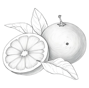 A hand drawn sketch of Florida oranges created as part of our digital artwork and illustration work. This piece highlights natural textures, organic linework, and the vibrant identity of Vero Beach citrus culture
