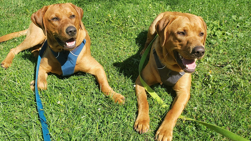 Riggs and Cooper_edited_edited.jpg