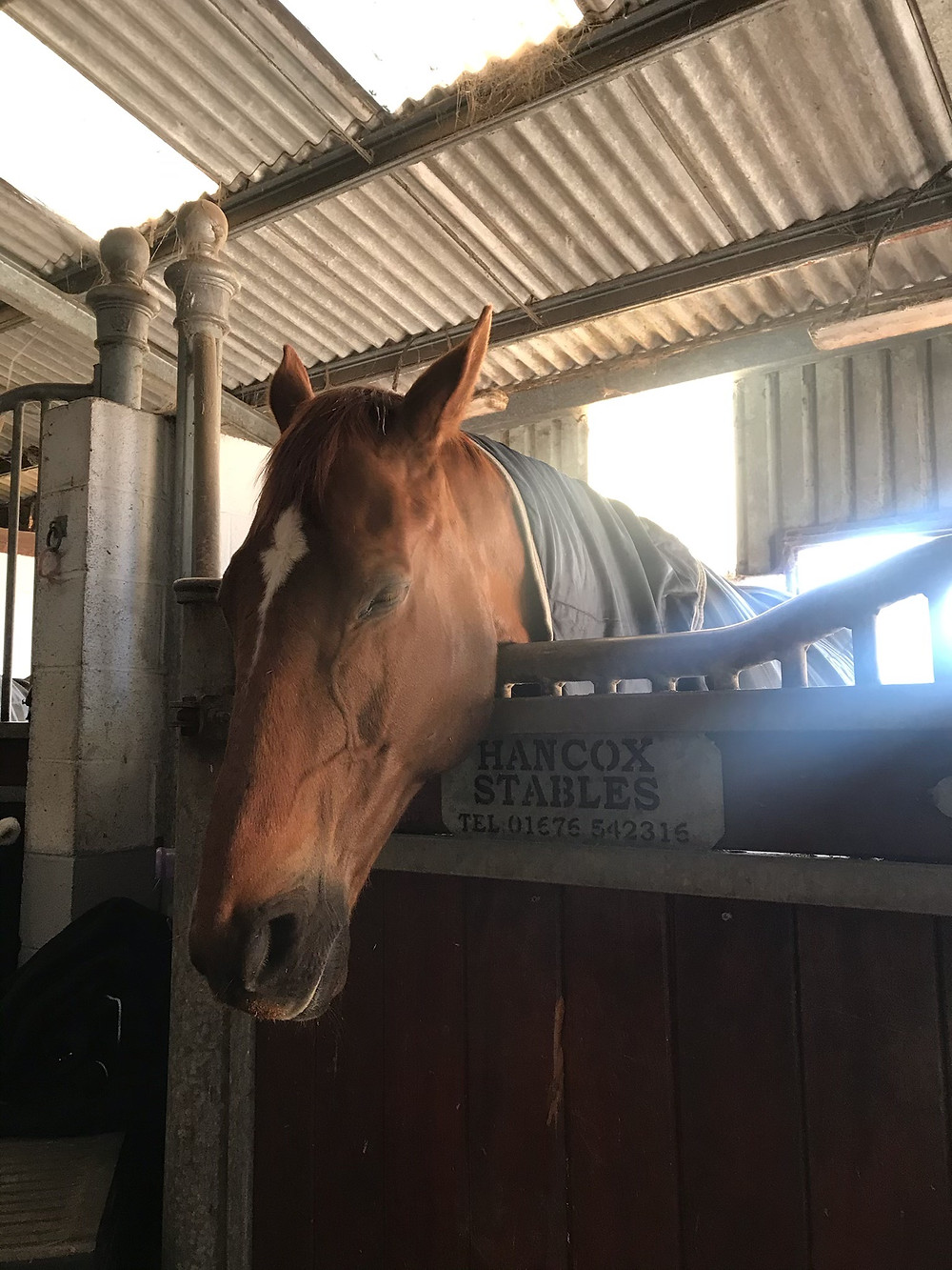 what's the normal temperature for a horse, normal horse heart rate, respiration rate of horse, the horse hub