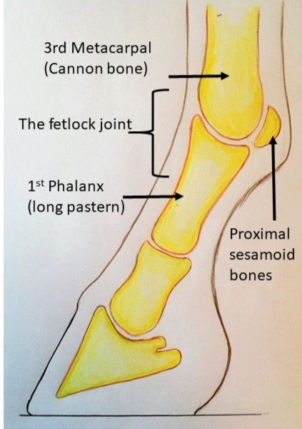 The fetlock joint – an overview of equine anatomy