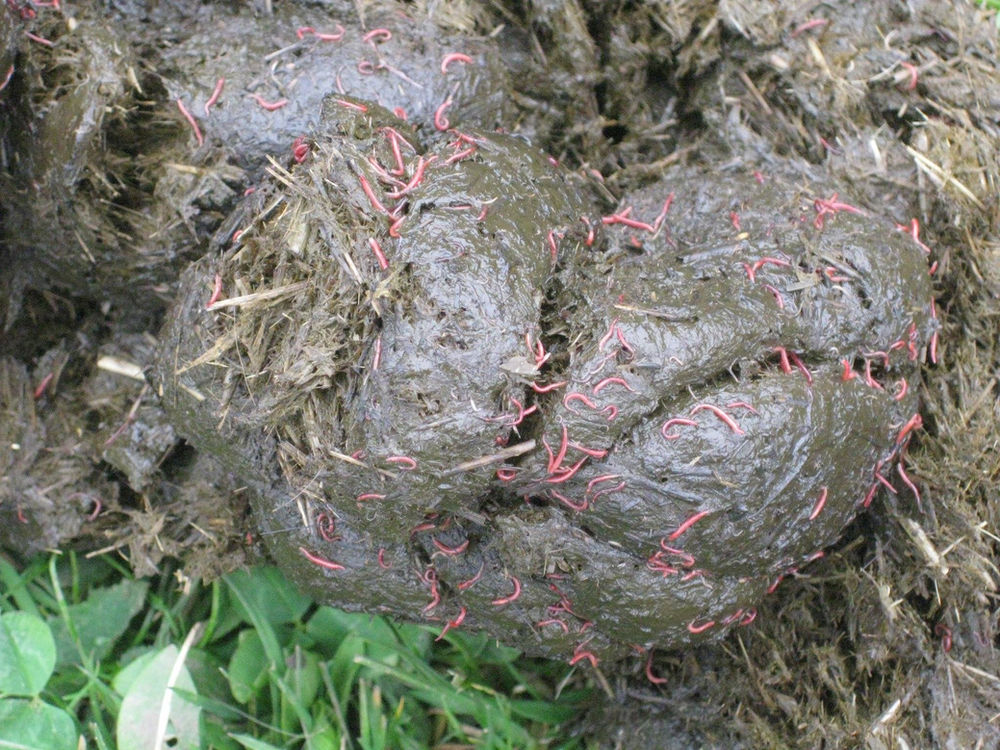 How and when to worm a horse