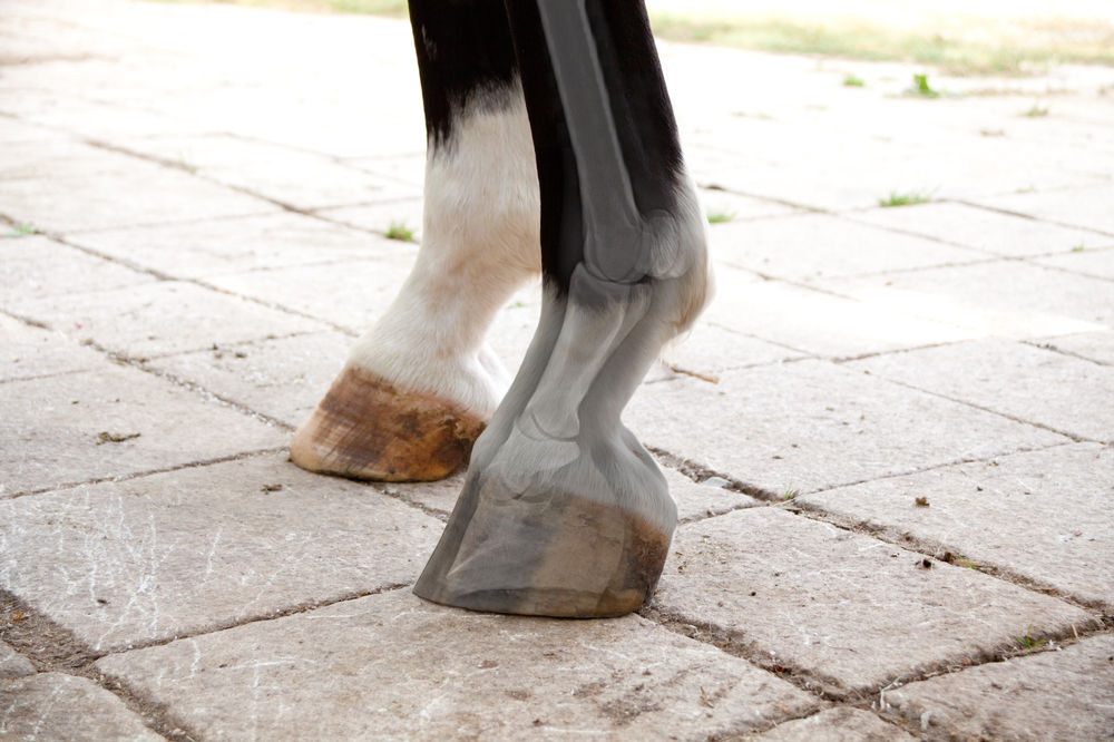 The fetlock joint – an overview of equine anatomy