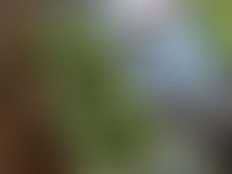 梅 (2022.7.3)