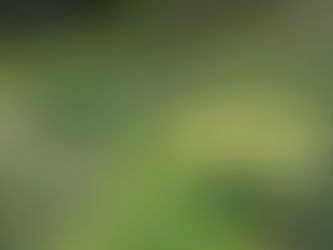 水仙 (2021.3.8)