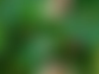 5月の庭 (2022.5.25)