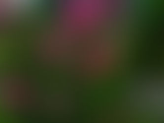 秋明菊 2021.9.13