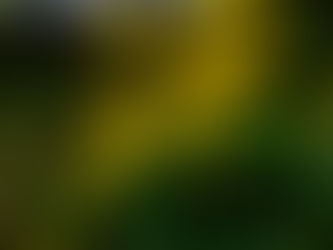 つわぶきの花 2020年10月22日
