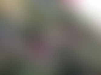 薔薇の季節