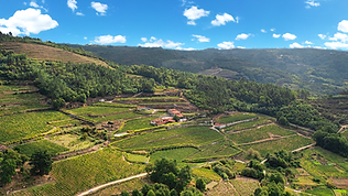 A Vilerma (Mejores vinos Ribeiro 2024) - GastroMadrid (2).png