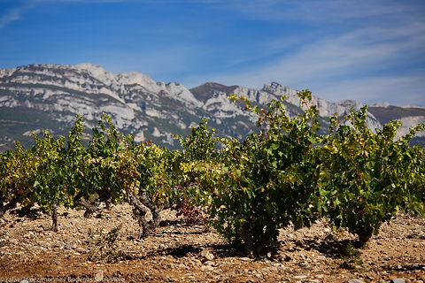Bodegas Orube Solar Viejo (Mejores vinos La Rioja 2024) - GastroMadrid (6).jpg