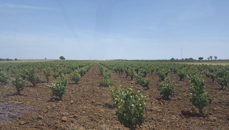 Bodegas del Nero (Escapada a Chinchón 2025) - GastroMadrid (1)