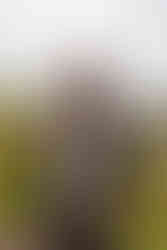 Proquenor quesos Gran Canaria 2026 (Producto) - GastroMadrid (8)