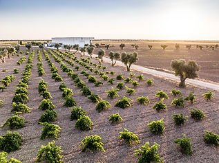 Bodegas Más Que Vinos (Mejores vinos Castilla La Mancha 2024) - GastroMadrid (4).jpg
