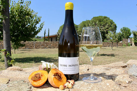 Terra Remota Caminante 2024 (Bodega) - GastroSpain (1).jpeg