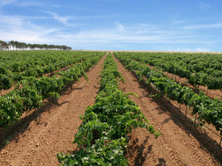 Vinos blancos excelentes por menos de 10€