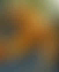 Andalucía Naranjas (Mejores naranjas de España 2026) - GastroSpain (1)