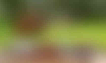 Señorío de Montanera excelencia ibérico 2026 (Fresquera) - GastroSpain (9)