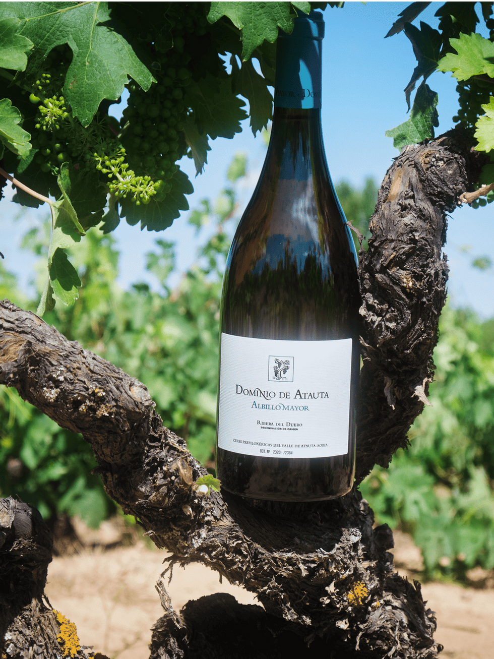Dominio de Atauta (Mejores vinos blancos Ribera del Duero 2025) - GastroMadrid (1)