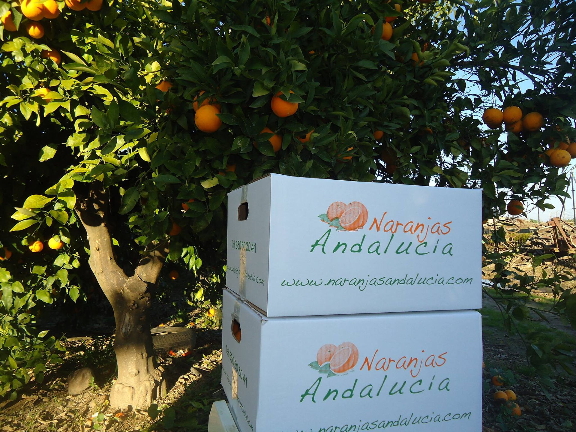 Andalucía Naranjas (Mejores naranjas España 2025) - GastroMadrid (2)