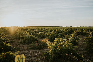 Vinos José Pariente restaurantes Madrid 2024 (Producto) - GastroMadrid (1).jpg